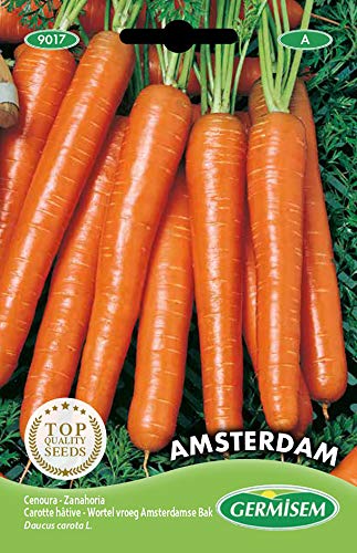 Sementes de Salsichas GERMISEM Amsterdam (6g) GERMISEM - Sementes - salsichas, 6g