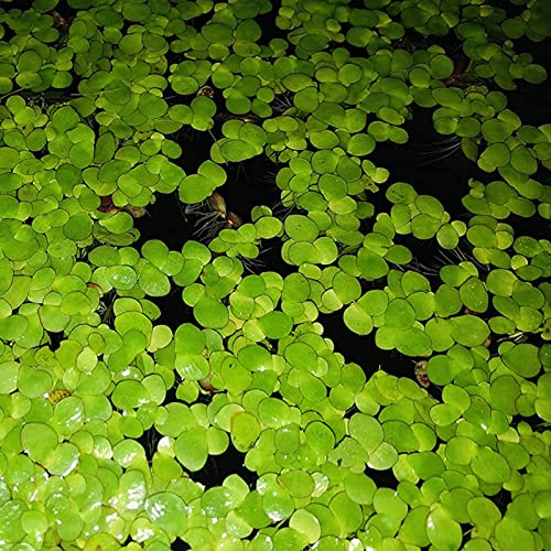 Sementes de Plantas Aquáticas Lentejas de Água 100 Pcs HALOPPE Haloppe - Lâmpadas de plantas e flores - aquáticas, lentejas, 100 pcs