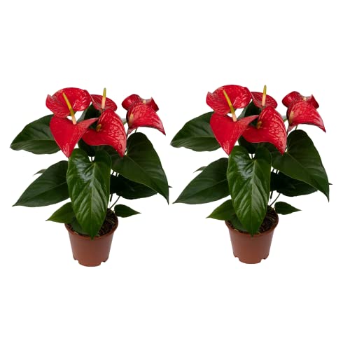 Conjunto de plantas ANTRUIRO (Vermelho - 15.5 x 20 cm) DECOALIVE - Plantas - coração, folhas artificiais, vermelho, branco