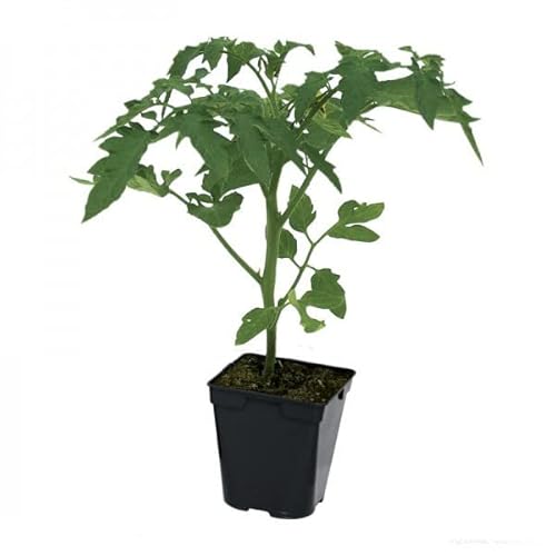 Sementes para Plantas Ornamentais CORAZÓN DE TÓRO (Tomate) DECOALIVE - Sementes - tomate, coração de toro, sementes ornamentais, 100 sementes, plantação primavera ou outono