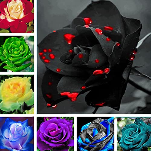 Sementes de Flores ROTYROYA (Rosa - 1.5 cm) Rotyroya - Lâmpadas de plantas e flores - rosa, 15 cm, jardim