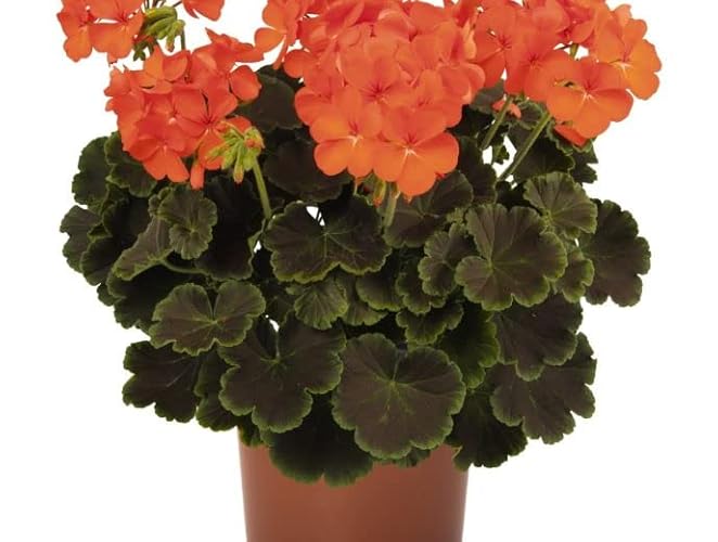 Planta Ornamental de Jardim DECORAZA Gerânio Laranjeira (Vermelho - 30 cm) DECOALIVE - Lâmpadas de plantas e flores - ornamental, jardim, vermelho, 30 cm