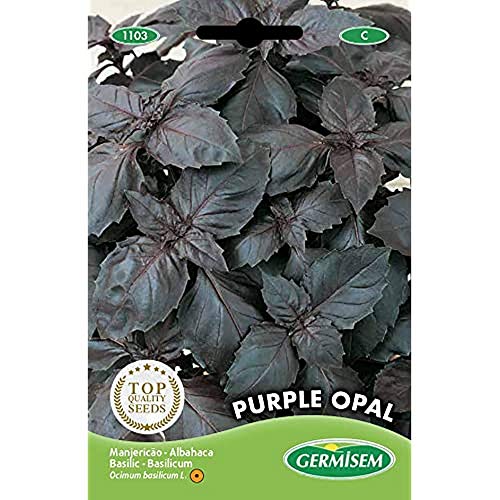 Sementes de Ervas e Plantas GERMISEM Purple Opal (2g) GERMISEM - Sementes - ervas, plantas, germissem, purple opal