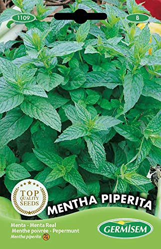 Óleo Essencial de Menta Piperita (0,2 g) GERMISEM GERMISEM - Sementes - menta piperita, resistente à seca, resistente ao frio