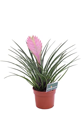 Planta Decorativa TILLANDSIA Cyanea (Rosa) DECOALIVE - Plantas - decorativa, folhas coloridas, brilhantes, jardim