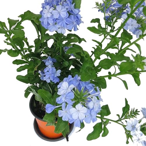 Plumagogo (Rauvolfia ciliata) - 5 Unidades de 10 cm DECOALIVE - Plantas - plumagogo, rauvolfia ciliata, 5 unidades, 10 cm, fácil de cuidar, decorar