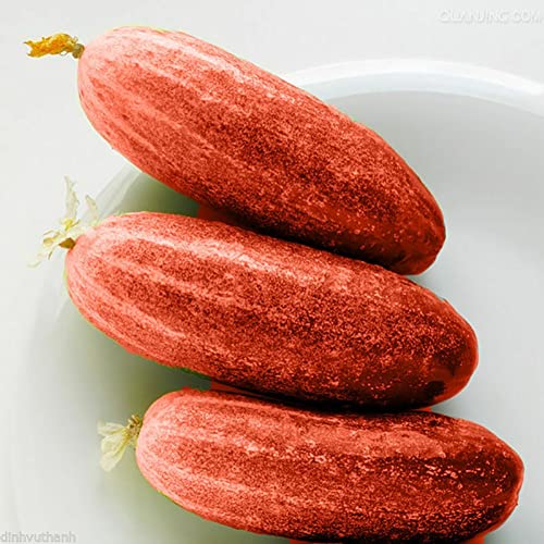 Sementes de pepino vermelho HALOPPE (100 unidades) Haloppe - Lâmpadas de plantas e flores - pepino vermelho, 100 unidades