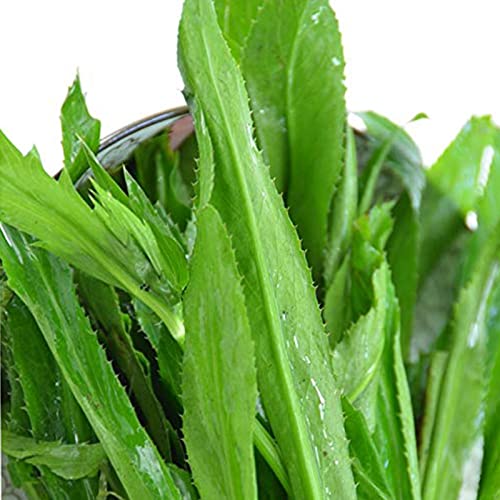 Sementes de Cilantro ROTYROYA (100 unidades) Rotyroya - Lâmpadas de plantas e flores - sementes, cilantro, rotyroya, 100 unidades