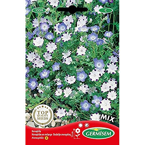 Sementes de Flores GERMISEM Hainblume (1.5g) GERMISEM - Sementes - sementes, flores, germissem, hainblume