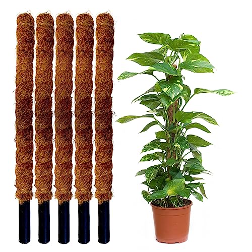 Tutor Cocó Natural Pack 5 Unidades 120 Cm FLONATUR - Árvores - natural, pack, 5 unidades, 120 cm
