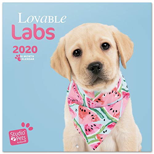 Calendário ERIK EDITORES 2020 30X30 Estúdio de Cão Amável ERIK - Calendários, organizadores e planejadores - 30x30 cm, estúdio de cão amável, divertido, organizado