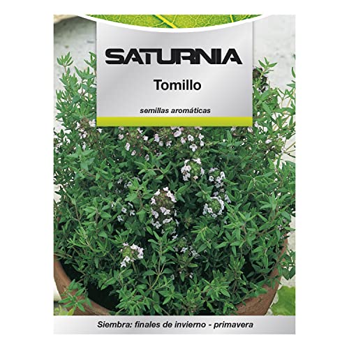 Sementes Aromáticas Tomilho 1 Gramo Horticultura Horticola SATURNIA - Sementes - tomilho, 1 gramo, horticultura