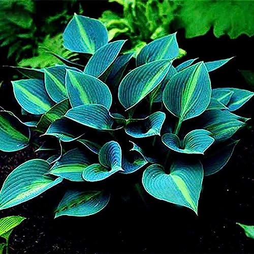 Sementes de Flores LUOJUNY (Azul - 1.5 g) Luojuny - Lâmpadas de plantas e flores - azul, 1.5 g, redondo, liso