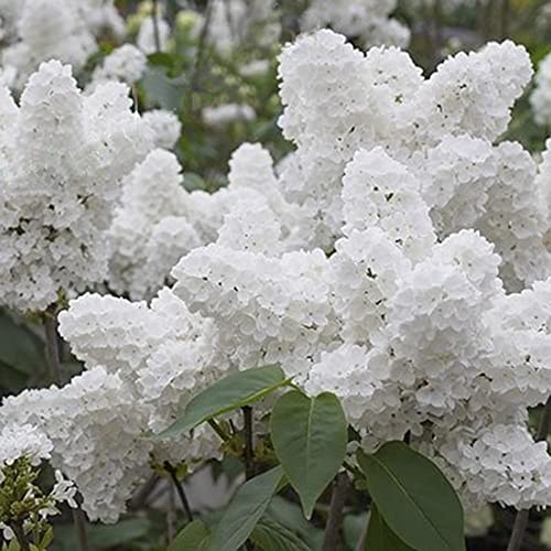 Sementes de Flores HALOPPE Lilás Japonesas Brancas (50 Peças) Haloppe - Lâmpadas de plantas e flores - lilás, brancas, japonesas, 50 peças