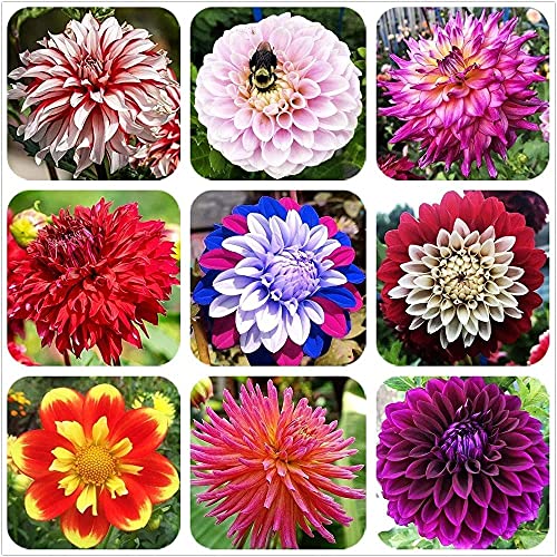 Sementes de Flores FSTENING Dalia (200 peças) FStening - Lâmpadas de plantas e flores - sementes, dalia, 200 peças