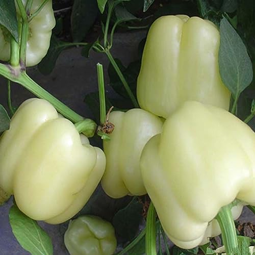 Sementes de Pimenta Doce Colorido 100 Unidades PERZOE PERZOE - Lâmpadas de plantas e flores - sementes, pimenta doce, colorido, 100 unidades