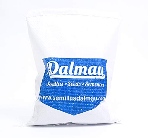 Sementes de Relva Artificial SEMILLAS DALMAU Cynodon Dactylon SEMILLAS DALMAU - Lâmpadas de plantas e flores - sementes, relva artificial, cynodon dactylon