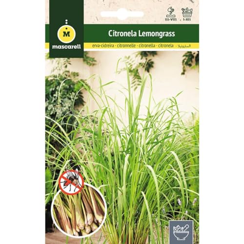 Sementes de Ervas aromáticas CIRITRONELA (LEMON GRAMOS) 10 gr Mascarell Semillas, S.L. - Sementes - citronela, lemon grass, 10 gr, sementes, ervas aromáticas