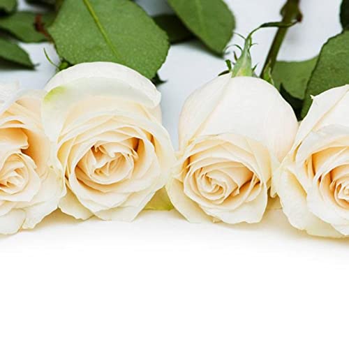 Sementes de Flores ROTYROYA 100 Unids/Bolsa Semillas de Rosas Dulce Alta Tasa de Germinación Planta Perenne Rotyroya - Lâmpadas de plantas e flores - rosas, alta taxa de germinação, perene