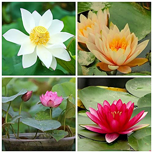 Sementes de Lótus Ornamental 20 Unidades (Floricultura) BSptyy - Lâmpadas de plantas e flores - lótus ornamentais, 20 unidades, floricultura