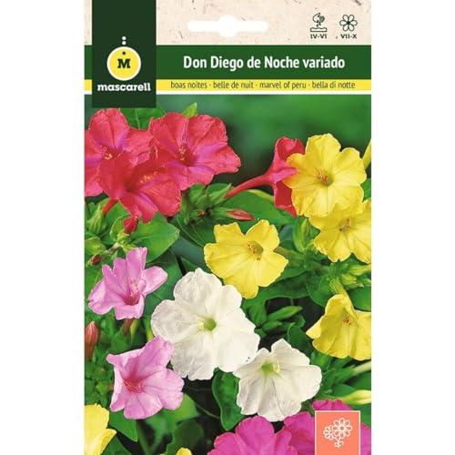 Sementes de Flores MASCARELL Don Diego Night Variado Mascarell Semillas, S.L. - Sementes - cores variadas, abre à tarde, 80 cm