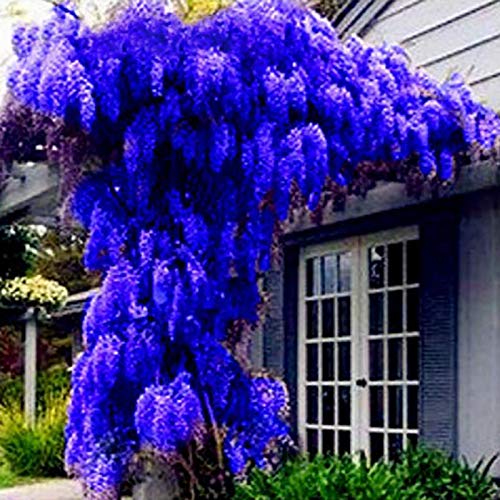 Sementes Ornamentais WISTERIA SINENSIS 10 Benoon - Lâmpadas de plantas e flores - wisteria sinensis, 10 sementes, exterior
