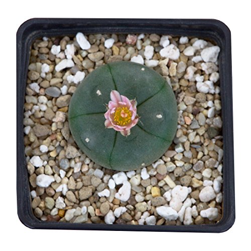 Lophophora vilamsiana - Vilamsiana (from 3cm) lophophora-williamsii.de - Lâmpadas de plantas e flores - cuidado corporal, 3cm