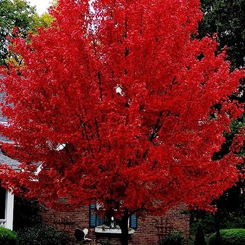 Sementes de Árvore de Arce Vermelha Não Geneticamente Ecológica 5 Peças Luojuny - Lâmpadas de plantas e flores - fáceis de plantar, germinação rápida, bonsai, 5 peças