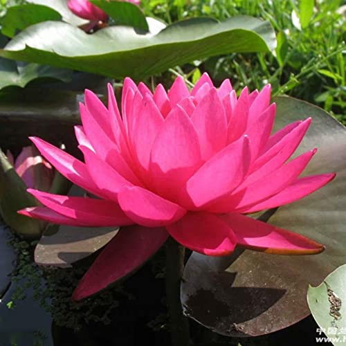 Sementes de Flores ROTYROYA 10 Unids/Bolsa Nelumbo Nucifera Rotyroya - Lâmpadas de plantas e flores - nelumbo nucifera, 10 unidades, sementes de flores