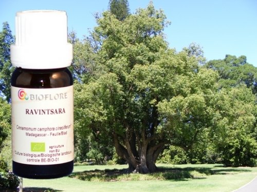 Óleo Essencial de RAVINTSARA Orgânico (10 ml de óleo essencial) Bioflore - Banho e corpo - óleo essencial, orgânico, 10 ml