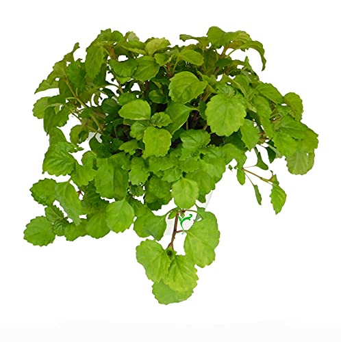 Planta com Folhas Decorativas PLANTA DEL DINERO DECOALIVE - Plantas - folhas decorativas, PLANTA DEL DINERO