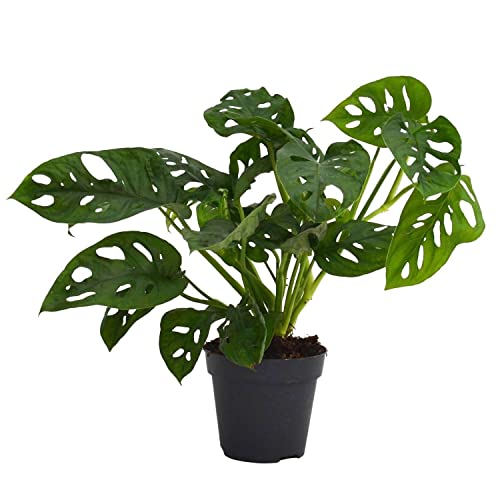 Monstera Adansonii - 14cm - Poteado (Recondicionado Sinais de Uso) DECOALIVE - Plantas - monstera adansonii, 14cm, poteado, recondicionado