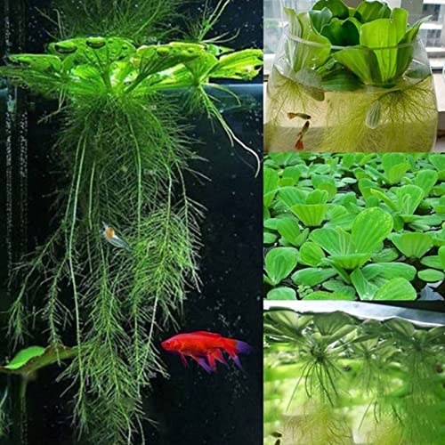 Sementes de Plantas HALOPPE 50 Unids Pistia Dichondra Haloppe - Lâmpadas de plantas e flores - sementes, pistia, dichondra