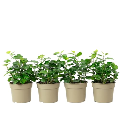 Planta decorativa HEDERA HELIX Conjunto de 4 Unidades Flowerbox - Plantas - decorativa, conjunto, 4 unidades