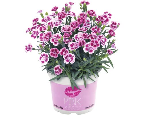 Dianthus chinensis - 10 Unidades (Jardim) DECOALIVE - Plantas - resistente, fácil de cuidar