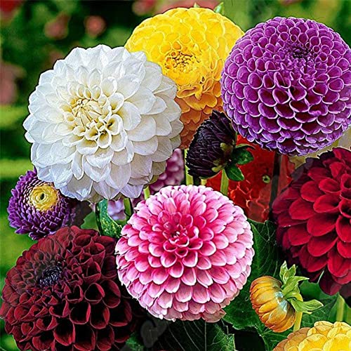 Sementes de flores de calendula HALOPPE 50 unidades Haloppe - Lâmpadas de plantas e flores - calendula, flores, 50 unidades