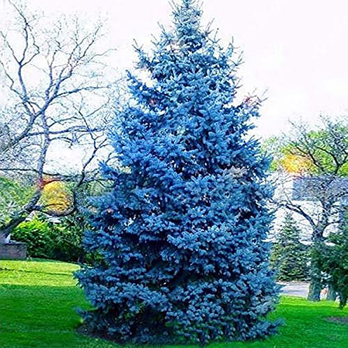 Sementes de Plantas de Abeto Azul HALOPPE 100 Peças Haloppe - Lâmpadas de plantas e flores - semente, abete azul, 100 peças
