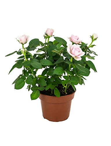 Mini Rose Flower Plant (Rosa) - 10 cm - in Pot Naturgarden - Plantas - mini, rosa, planta, pot