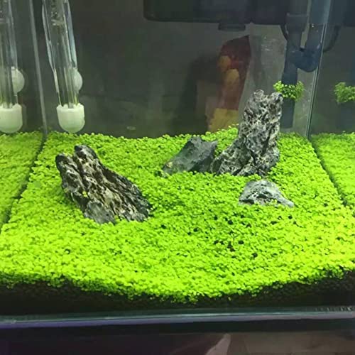 Sementes de Plantas Aquáticas HALOPPE (Recondicionado Sinais de Uso) Haloppe - Lâmpadas de plantas e flores - plantas aquáticas, semeador, preto, azul
