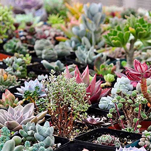 Sementes de Plantas Suculentas HALOPPE 150 Unidades Haloppe - Lâmpadas de plantas e flores - suculentos, 150 unidades