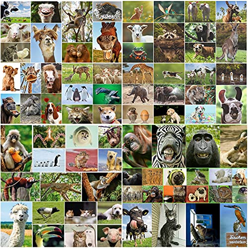 Cartões Postais EDITION COLIBRI Animais Edition Colibri - Postais - cartões postais, edição colibri, animais, imagens, papel fotográfico