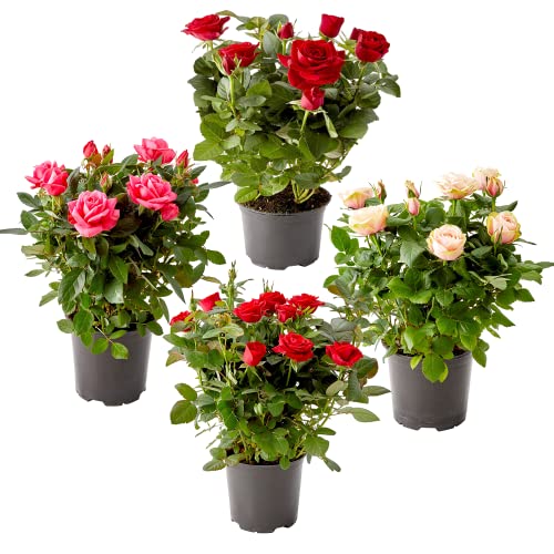 Conjunto de Plantas Decoalive - Conjunto de 4 Poteiras - Rosa DECOALIVE - Plantas - 4 poteiras, plástico, modernas, 21x21x20cm