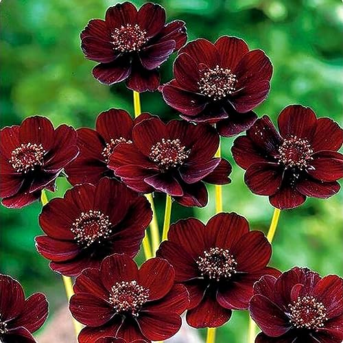 Sementes RARAS SEMILLAS de Chocolate Cosmos Bipinnatus Calliopsis lamphle - Lâmpadas de plantas e flores - chocolate, cosmos, bipinnatus, rara