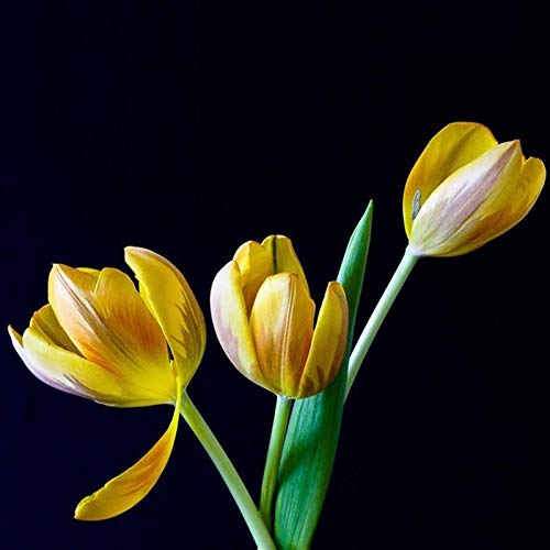 Sementes de Tulipa (Bulbo - Amarelo - 10 cm) LovePlz - Lâmpadas de plantas e flores - tulipa, amarelo, bulbo, 10 cm
