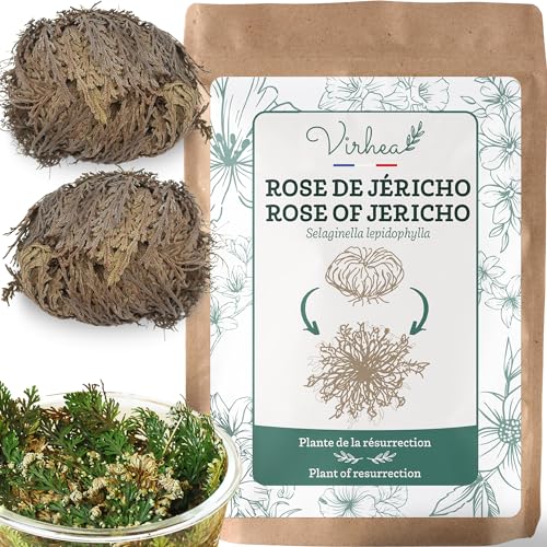 Planta Ornamental VASSELLA ROSE OF JERICHO (Rosa De Jericho) virhea - Plantas - resistente, rápido, verde escuro, amarelo