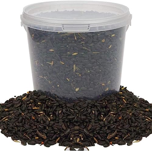 Comida para Pássaros BUSYBEAKS Sementes de Girassol Preto BusyBeaks - Ração para cães - sementes de girassol, preto, alimentação, pássaros