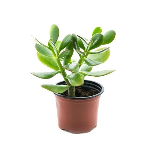Planta Artificial JADE PLANTA NATURAL Resistente à Alta Temperatura 30cm DECOALIVE - Casa e jardim - artificial, verde, branco, 30cm, pvc