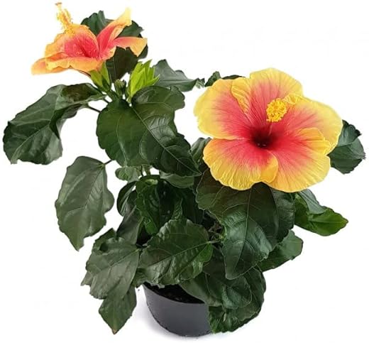 Planta Ornamental HIBISCUS NATURAL (Rosa - 20 cm) DECOALIVE - Lâmpadas de plantas e flores - ornamental, hibiscus, natural, rosa