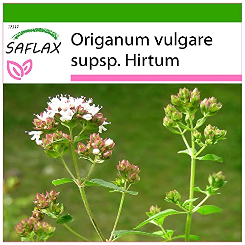 Sementes de Ervas Medicinais SAFLAX Orégano Grego (600 sementes) SAFLAX - Lâmpadas de plantas e flores - orégano, grego, 600 sementes