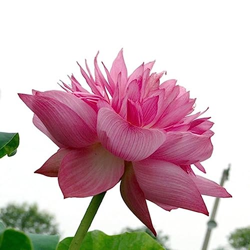 Sementes para Plantas Ornamentais ROTYROYA (20 peças) Rotyroya - Lâmpadas de plantas e flores - ornamentais, 20 peças